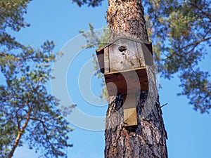 Simple rustic wooden bird house on a pine tree in a sunny park