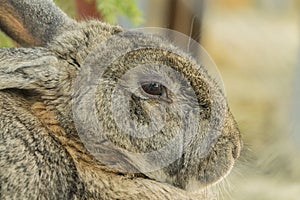 Simple sad rabbit