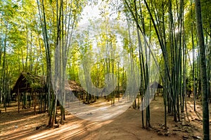 Bamboo forest with simle shelters photo