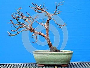 A simple shohin Potentilla Fruticosa bonsai in early training by a Northern Ireland enthusiast