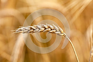 Simple single yellow golden ripe wheat ear macro, extreme closeup, detail, sunlight, crop field agriculture, farming symbol