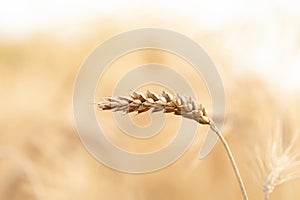 Simple single yellow golden ripe wheat ear macro, extreme closeup, detail up close, bright blurry background, copy space, nobody