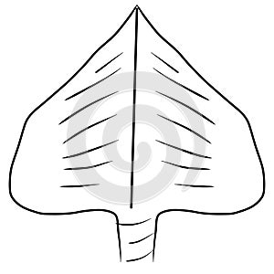 Simple sketc leaf photo
