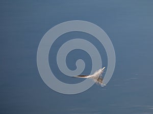 Simple soft feather floating on smooth blue water