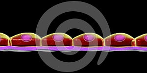 Simple squamous epithelium photo