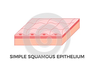 Simple squamous epithelium. Epithelial tissue types.
