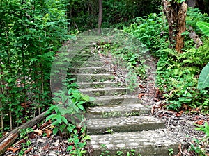 simple stairs in the garden near the forest