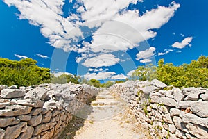 Simple stony road in olive orchard in Croatia