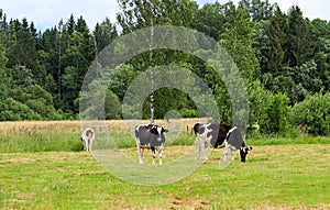 simple summer countryside landscape with cows.