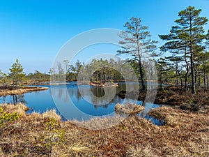 Simple swamp landscape with swamp grass and moss in the foreground, small swamp pond and swamp pines