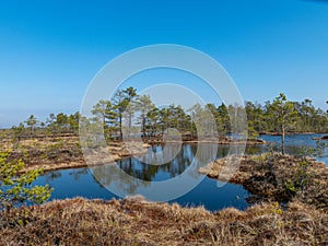 Simple swamp landscape with swamp grass and moss in the foreground, small swamp pond and swamp pines