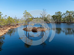 Simple swamp landscape with swamp grass and moss in the foreground, small swamp pond and swamp pines