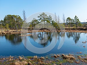 Simple swamp landscape with swamp grass and moss in the foreground, small swamp pond and swamp pines