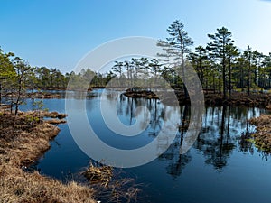 Simple swamp landscape with swamp grass and moss in the foreground, small swamp pond and swamp pines