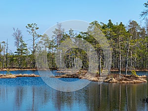 Simple swamp landscape with swamp grass and moss in the foreground, small swamp pond and swamp pines