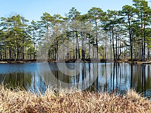 Simple swamp landscape with swamp grass and moss in the foreground, small swamp pond and swamp pines