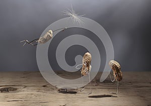 Simple Things - Peanut Man Flying with Blowball Umbrella