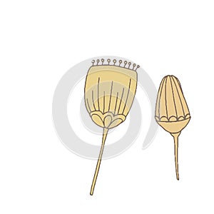 Simple unusual flowers