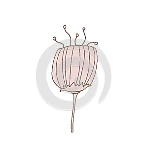 Simple unusual flowers