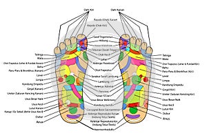 simple vector acupuncture, traditional alternative heal, left and right foot and indonesia description