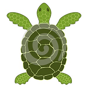 Simple vector illustration of a green sea turtle Chelonia mydas