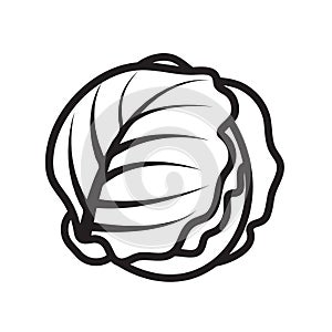 simple vector image cabbage icon black