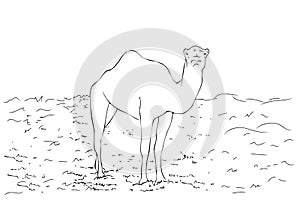 Simple Vector Manual Hand Draw outline sketch, camel