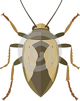 simple vector waterbug clipart