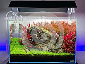 simple but very beautiful aquascape