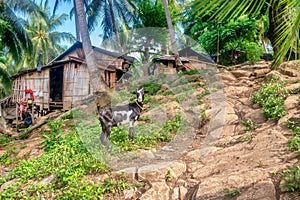 A simple village in the rural Philippines, with homemade wooden houses and livestock outdoors.