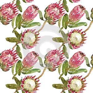 Simple watercolor pattern of protea flowers on a white background