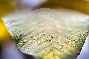 Simple wet walnut leaf, wonderful autumn colors, Transylvania