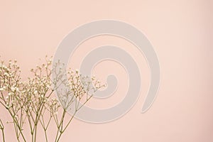 Simple white flower of roses on punchy pink background. Copy space, floral frame. Wedding, gift card, valentine`s day or mothers