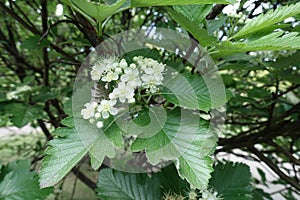 Simple white flowers and buds of Sorbus aria in May