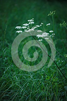 Simple white flowers of Fool`s Parsley plant Aethusa cynapium with lush green grass background on summer natural meadow
