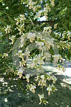 Simple white flowers of Styphnolobium japonicum