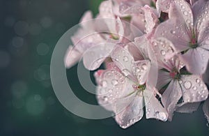 simple white pink geranium flowers in drops of water, macro