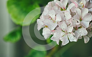 simple white pink geranium flowers in water drops