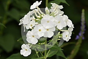 The Simple White Purity of Phlox Paniculata , cultivar Danielle photo