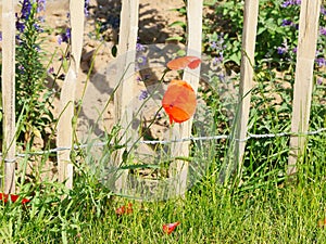 A simple wooden fence tied with wire holding the slats and posts. A meadow covered with weeds in which the blooms of red poppies