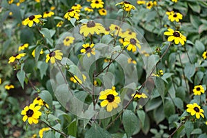 Simple yellow flowers of Rudbeckia triloba