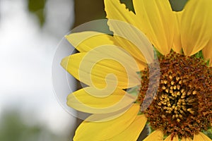 A simple yellow sunflower head