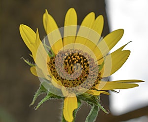 A simple yellow sunflower head