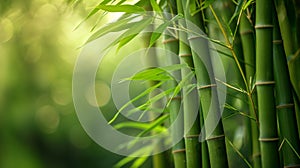 The simplicity and beauty of a bamboo fence provide a naturally elegant background for any scene. photo