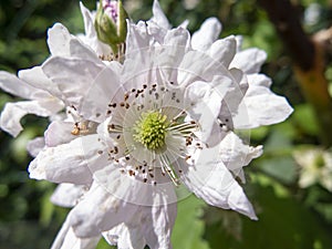 Simplicity in Bloom: Delicate White Flower in Minimalist Garden Design