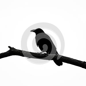 Simplicity of the composition highlights the bird s recognizable