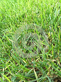 Simplicity on the Green