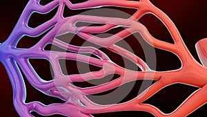 A simplified representation of the circulatory system