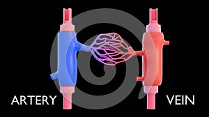 A simplified representation of the circulatory system