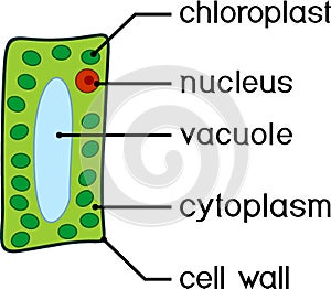 Simplified structure of plant cell chloroplast, nucleus, vacuole, cytoplasm and cell wall.